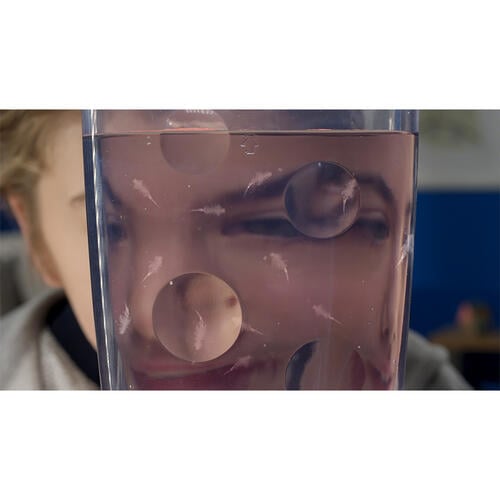 The Original Sea Monkeys Ocean Zoo - Assorted