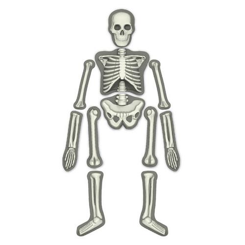 4M Kidz Labs Glow Human Skeleton