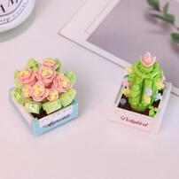 KOCO Succulent Potted Plants - Assortment