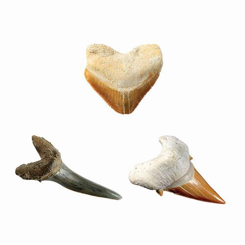 NATIONAL GEOGRAPHIC SHARK TOOTH DIG KIT